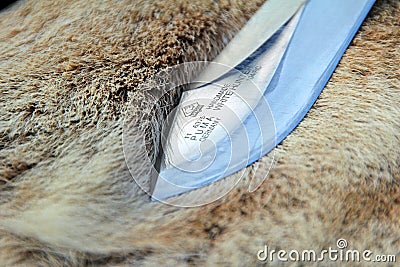 Puma white hunter knife blade Editorial Stock Photo