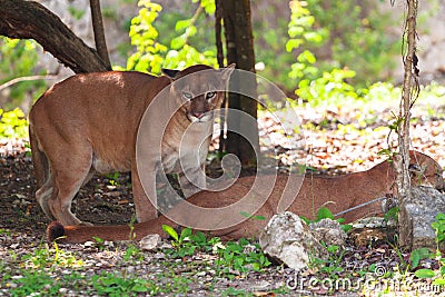 Pumas in wildlife Stock Photo