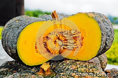 Pumkin Stock Photo