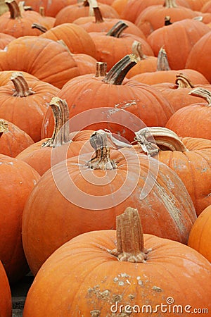 Pumkin Halloween Thanksgiving Stock Photo