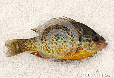 Pumkinseed sunfish on ice Stock Photo