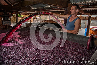 Pumping over fermenting grapes in Barossa Valley winery Editorial Stock Photo