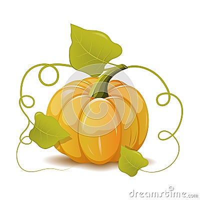 Pumpkin Vector Illustration