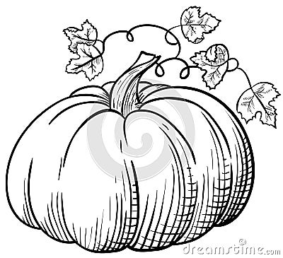 Pumpkin Vector Illustration