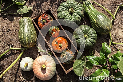 Pumpkin autumn fall harvest. Different orange and green colorful pumpkins on soil ground in garden in sunlight, top view Stock Photo
