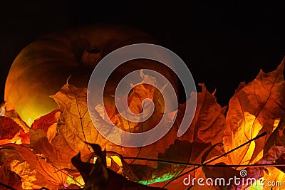 Pumpkin among autumn leaves on a black background Stock Photo