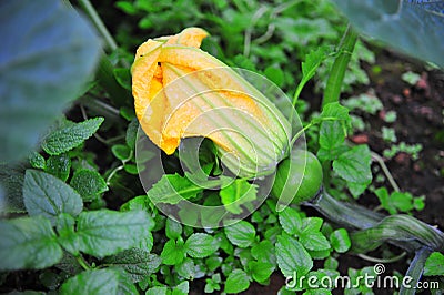 Pumpkin baby fruit Stock Photo