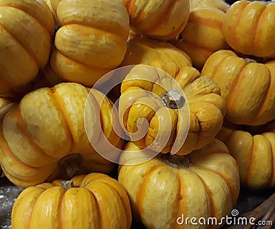 Pumpkin baby zucchini Stock Photo