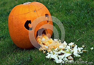 Pumpkin being sick across the graden lawn. Stock Photo