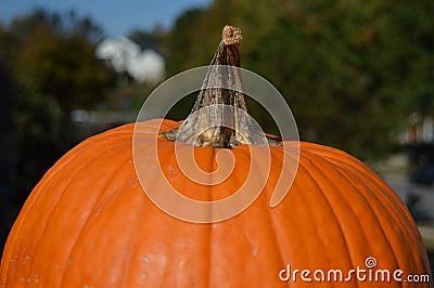 Pumpkin Close up Stock Photo