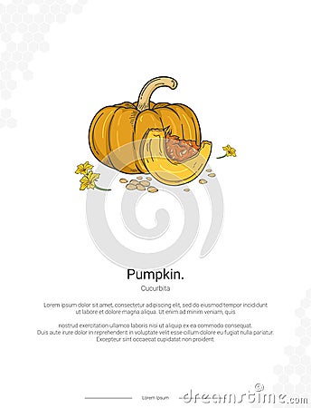 Pumpkin - Cucurbita illustration wall decor ideas Vector Illustration