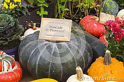 Pumpkin of the Cucurbita moschata species Stock Photo