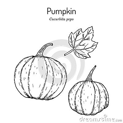 Pumpkin Cucurbita pepo, edible and medicinal plant Vector Illustration