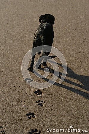 Pumpkin dark labrador Stock Photo