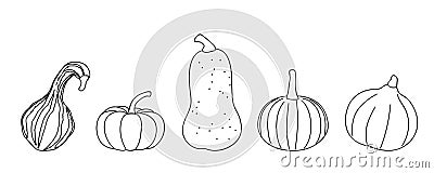 Pumpkin different sorts outline on white background Vector Illustration