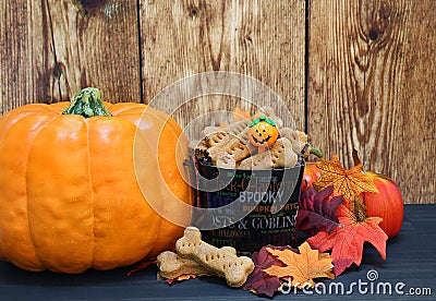 Pumpkin dog bones in a fall setting. Stock Photo