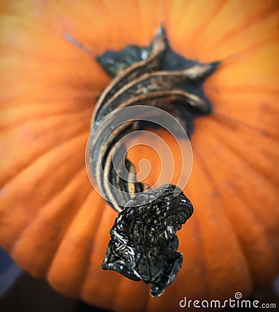 Halloween Orange Pumpkin with twisted stem Stock Photo