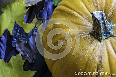 Pumpkin Fall Leaves Stock Photo