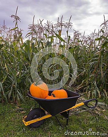 Pumpkin Farm Stock Photo