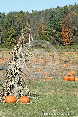 Pumpkin Field Stock Photo
