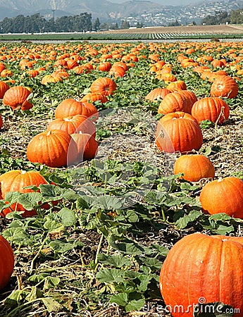 Pumpkin field Stock Photo