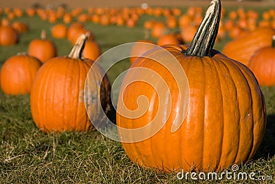 Pumpkin field Stock Photo