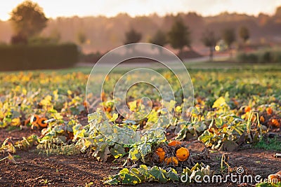 Pumpkin field in autumn Stock Photo