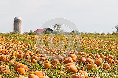 Pumpkin field in a country farm, autumn landscape. Stock Photo