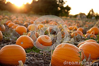 Pumpkin field at sunset Stock Photo