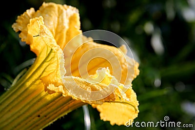 Pumpkin flower Stock Photo