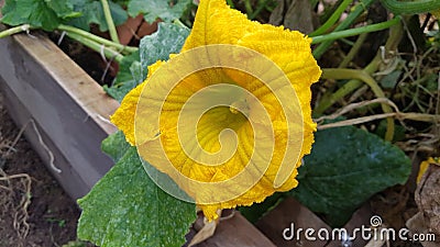 pumpkin flower full of pollen in the urban vegetable garden. macro photo of yellow flower Stock Photo