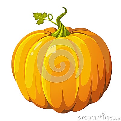 Pumpkin fresh orange butternut big autumn vegetable squash gourd Vector Illustration