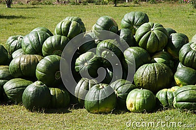 Pumpkin group after harvest Stock Photo