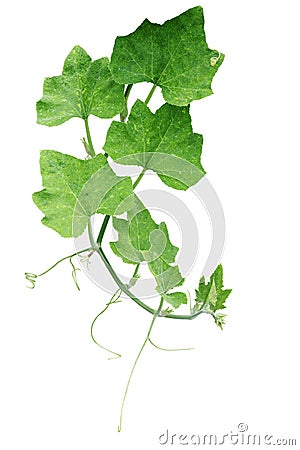 Pumpkin green leaves with hairy vine plant stem and tendrils iso Stock Photo