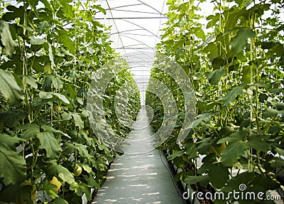 Pumpkin Green Lush Plants Trees Nature Stock Photo