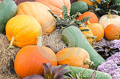 Pumpkin group on ground Stock Photo