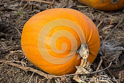 Pumpkin Stock Photo