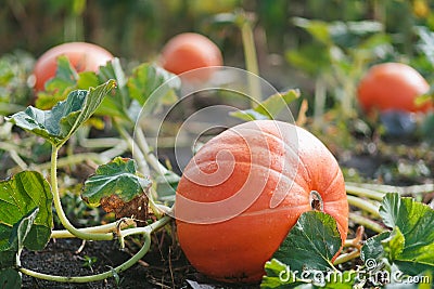 A pumpkin growing in a field on a vine. Stock Photo