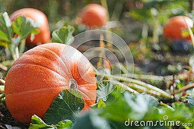 A pumpkin growing in a field on a vine. Stock Photo