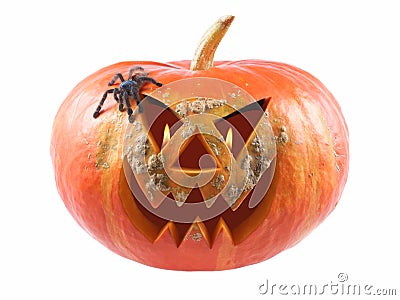 Pumpkin, halloween, old jack-o-lantern on white background with fiery flames in the eyes, and Tarantula Antilles Pinktoe Avicular Stock Photo