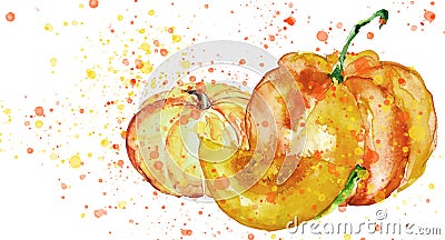 Pumpkin. Hand drawn watercolor painting on isolated background. Vegetable engraved style illustration.Piece of pumpkin with seeds. Cartoon Illustration