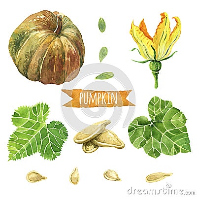 Pumpkin, hand-painted watercolor set Stock Photo