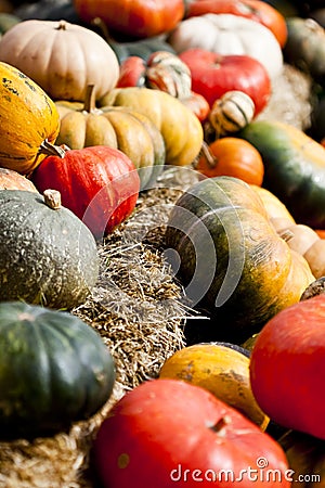 Pumpkin Harvest Stock Photo