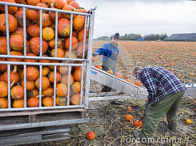 Pumpkin harvest on field in the netherlands in the province of groningen near loppersum Editorial Stock Photo
