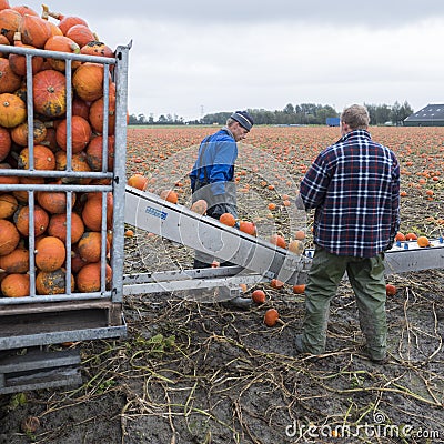 Pumpkin harvest on field in the netherlands in the province of groningen near loppersum Editorial Stock Photo