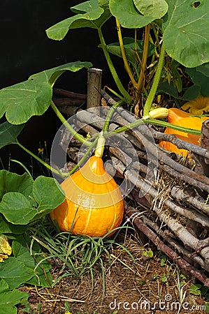 Pumpkin Hokkaido Stock Photo