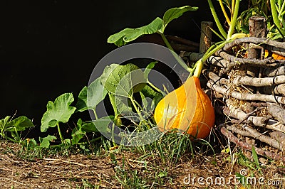 Pumpkin Hokkaido vegetable garden Stock Photo