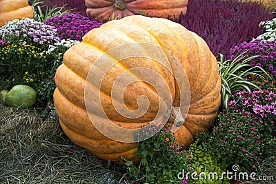 Pumpkin of huge size varieties Atlantic giant on the background of flowers of yellow leaves, hay. Food, vegetables, agriculture Stock Photo