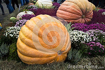 Pumpkin of huge size varieties Atlantic giant on the background of flowers of yellow leaves, hay. Food, vegetables, agriculture Stock Photo