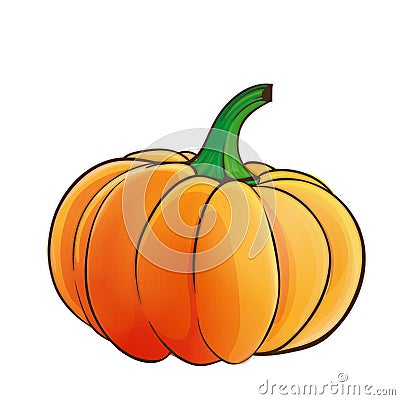 Pumpkin isolated Vector Illustration